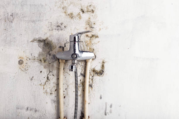 Best Kitchen Mold Remediation in New Paris, IN