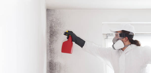 Professional Mold Remediation in New Paris, IN