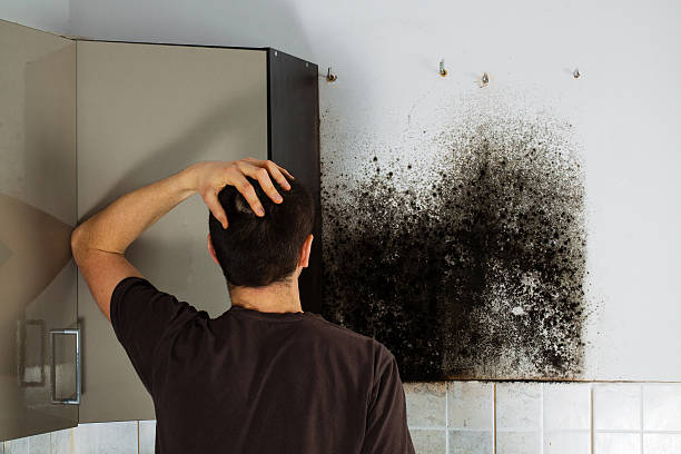 Best White Mold Remediation in New Paris, IN